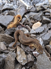 Lissotriton