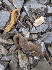 Lissotriton
