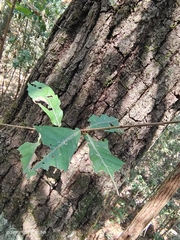 Quercus serrata