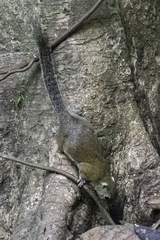 Callosciurus adamsi