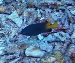 Plectroglyphidodon insularis