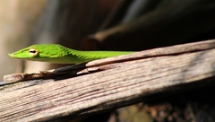 Ahaetulla farnsworthi