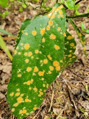 Cephaleuros lagerheimii