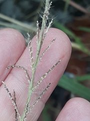 Paspalum paniculatum
