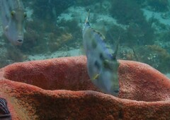 Meuschenia trachylepis