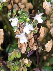 Nemesia floribunda