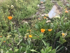 Calendula