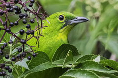 Chloropsis sonnerati