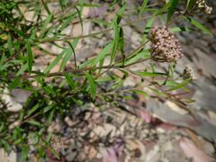 Platysace lanceolata