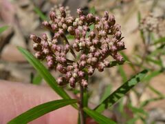Platysace lanceolata