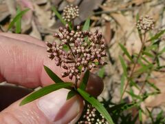 Platysace lanceolata