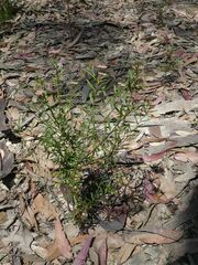 Platysace lanceolata