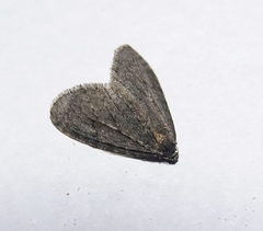 Operophtera occidentalis