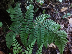 Dryopteris guanchica