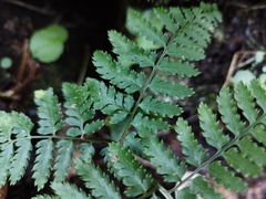 Dryopteris guanchica