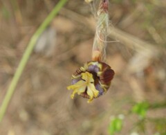 Moraea inconspicua