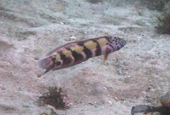 Eupetrichthys angustipes