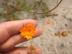 Cotula duckittiae