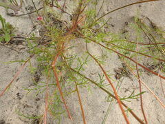 Cotula duckittiae