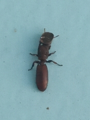 Cephalotes pallens