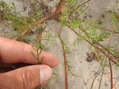 Cotula duckittiae