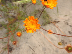 Cotula duckittiae