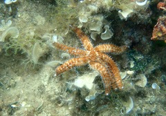 Coscinasterias tenuispina