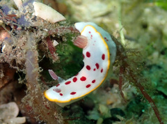 Goniobranchus splendidus