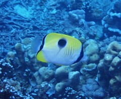 Chaetodon unimaculatus