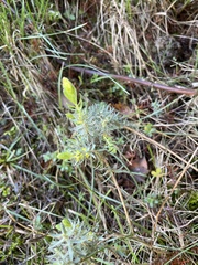 Thymelaea ruizii