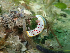 Goniobranchus splendidus