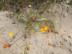 Cotula duckittiae