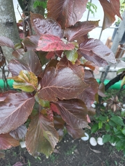 Acalypha wilkesiana