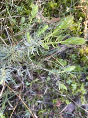 Thymelaea ruizii