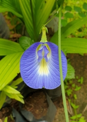 Clitoria ternatea ternatea