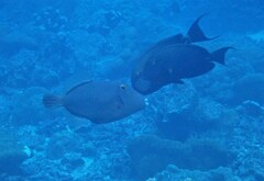 Cantherhines dumerilii