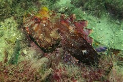 Scorpaena jacksoniensis