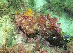 Scorpaena jacksoniensis