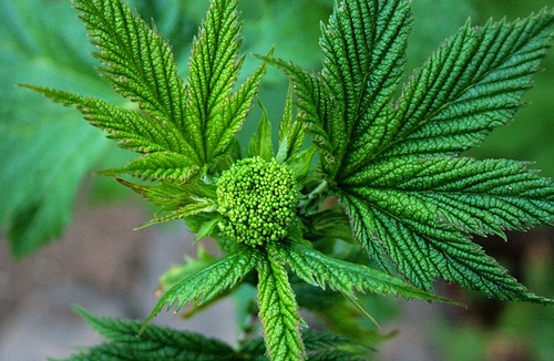 Meadowsweet