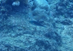 Stethojulis bandanensis