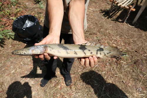 Saddled bichir (Polypterus endlicherii) — Polypteridae