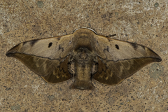 Bombycinae