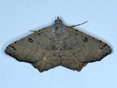Dissomorphia australiaria