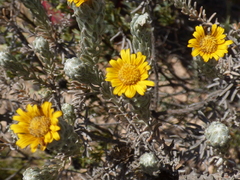 Oedera fruticosa