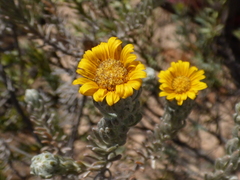 Oedera fruticosa