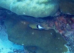 Plectroglyphidodon dickii