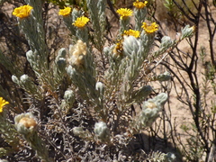 Oedera fruticosa