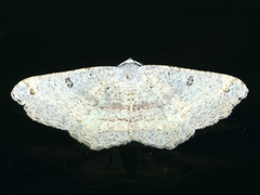 Dissomorphia australiaria