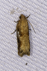 Olethreutinae