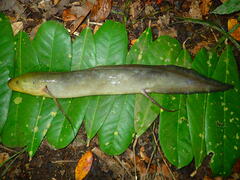 Protopterus annectens